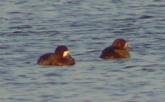 Scaup Emails 06.jpg