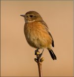 stonechat.jpg