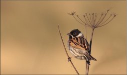 reed bunting.jpg