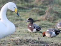 American Wigeon 1.jpg