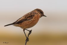 stonechat toned bg.jpg