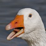 goose1.jpg