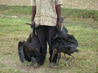 2.Poisoned Openbill Storks.JPG