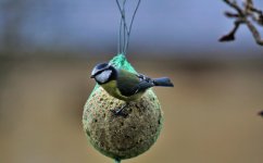 Blue tit 1a.jpg