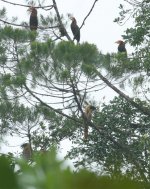 Rufous Hornbill2_Samar_110209.jpg