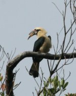 Samar Hornbill male2_Samar_100209.jpg