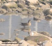 Baikal Teal 1 s.jpg