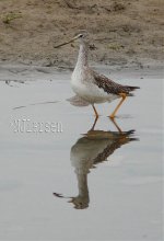 G-yellowlegs-q-P1070253.jpg