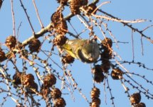 Netley Common Crossbill 4.jpg