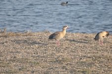 Barnes WWT Egyptian Goose 1.JPG