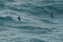 greyphalarope-stives-291109 241.jpg