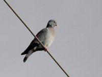 L1350607_Stock Dove.jpg