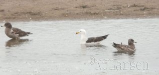 Band-tailed-gulls-P1070231.jpg