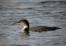 Great-Northern-Diver-Nov-09.jpg