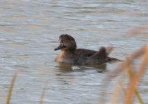 Hooded-Merganser1.jpg