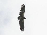 Poss Lappet Faced Vulture 5797.jpg