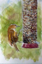 carolinaWrenFeeder121809'V2.jpg