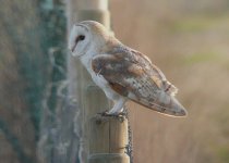 BarnOwl1.jpg