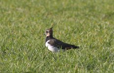 Photo5Lapwing.JPG