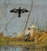 Anhinga_Herron.JPG