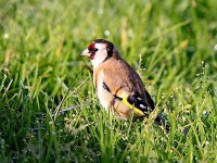 IMG_9009_Goldfinch.jpg