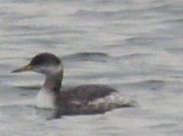 Red-necked Grebe Whitlingham Great  Broad 20 Jan 2010.JPG