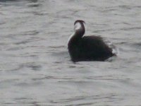 Slav grebe side on Whitlingham Great Broad 20 Jan 2010.JPG