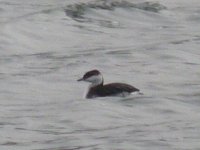 Slav grebe Whitlingham Great Broad 20 Jan 2010.JPG