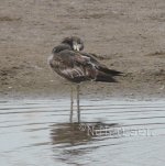 Band-tailed-Gull-P1070244.jpg