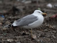 gull_caspian_2010jan16.jpg