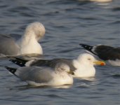 Ring-billed Gull 2 Shawell.jpg