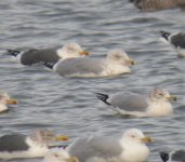 Ring-billed Gull 3 Shawell.jpg