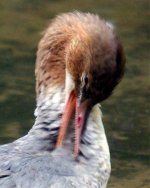 168-goosander.jpg