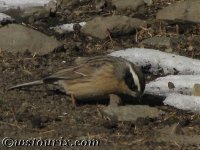 BrownAccentor.jpg