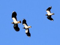 IMG_1191_Lapwing.jpg