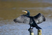 CormorantSpreading(NS) copy.jpg