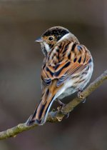 ReedBunting(NS) copy.jpg