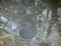 Water Rail.jpg