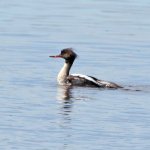 merganser.jpg