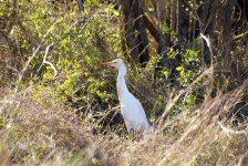 618 Cattle egret.jpg