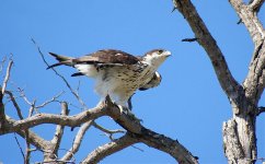 733 African hawk Eagle.jpg