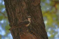 809 Southern White-crowned Shrike.jpg