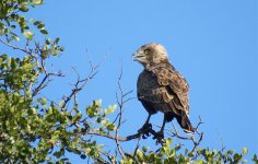 847 Brown Snake Eagle.jpg