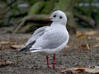 L1350305_Black-headed Gull.jpg