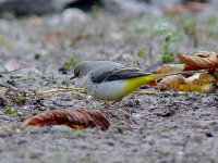 L1350286_Grey Wagtail.jpg