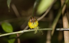 Yellow breasted warbler.jpg