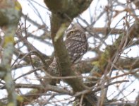 Holmethorpe CP Little Owl 2.jpg