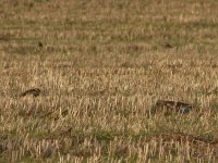 fieldfare redwing december.jpg