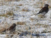 100107 fieldfare.JPG