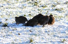 Photo3GreyPartridge.JPG